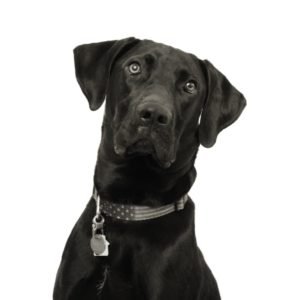 Cooper