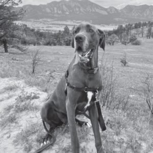 Ozzie